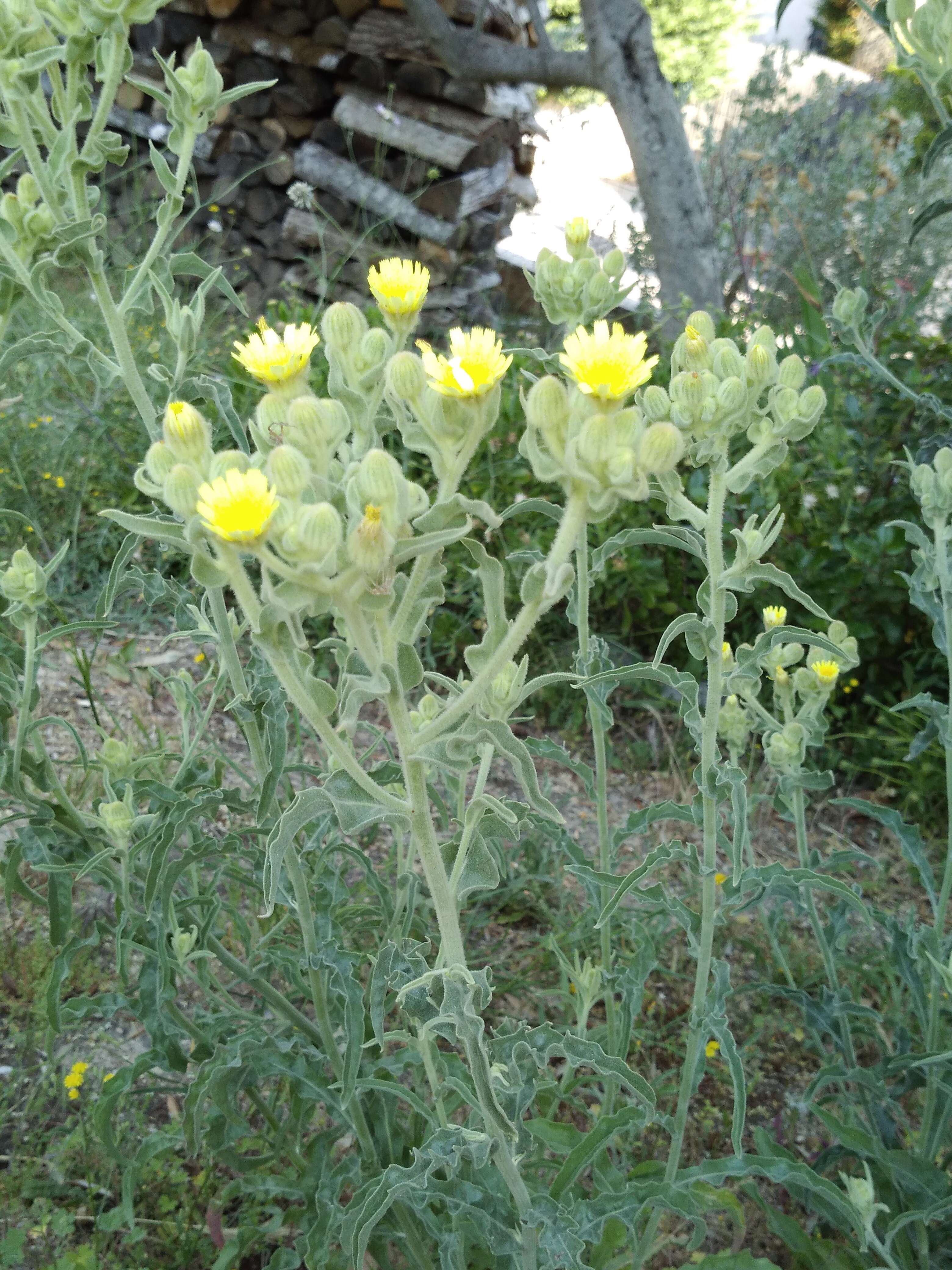 Image of Andryala integrifolia L.