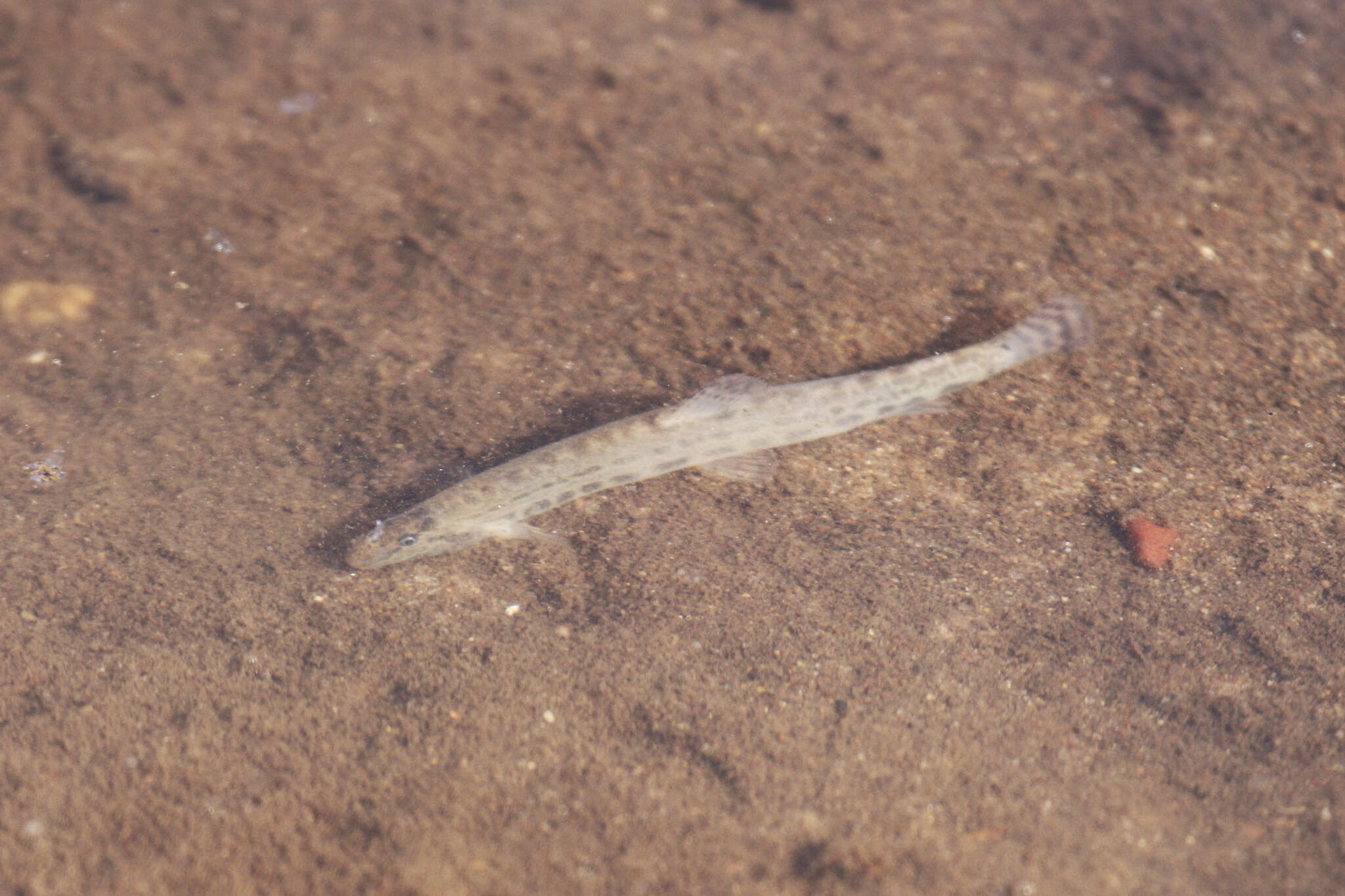 Image of Spined Loach