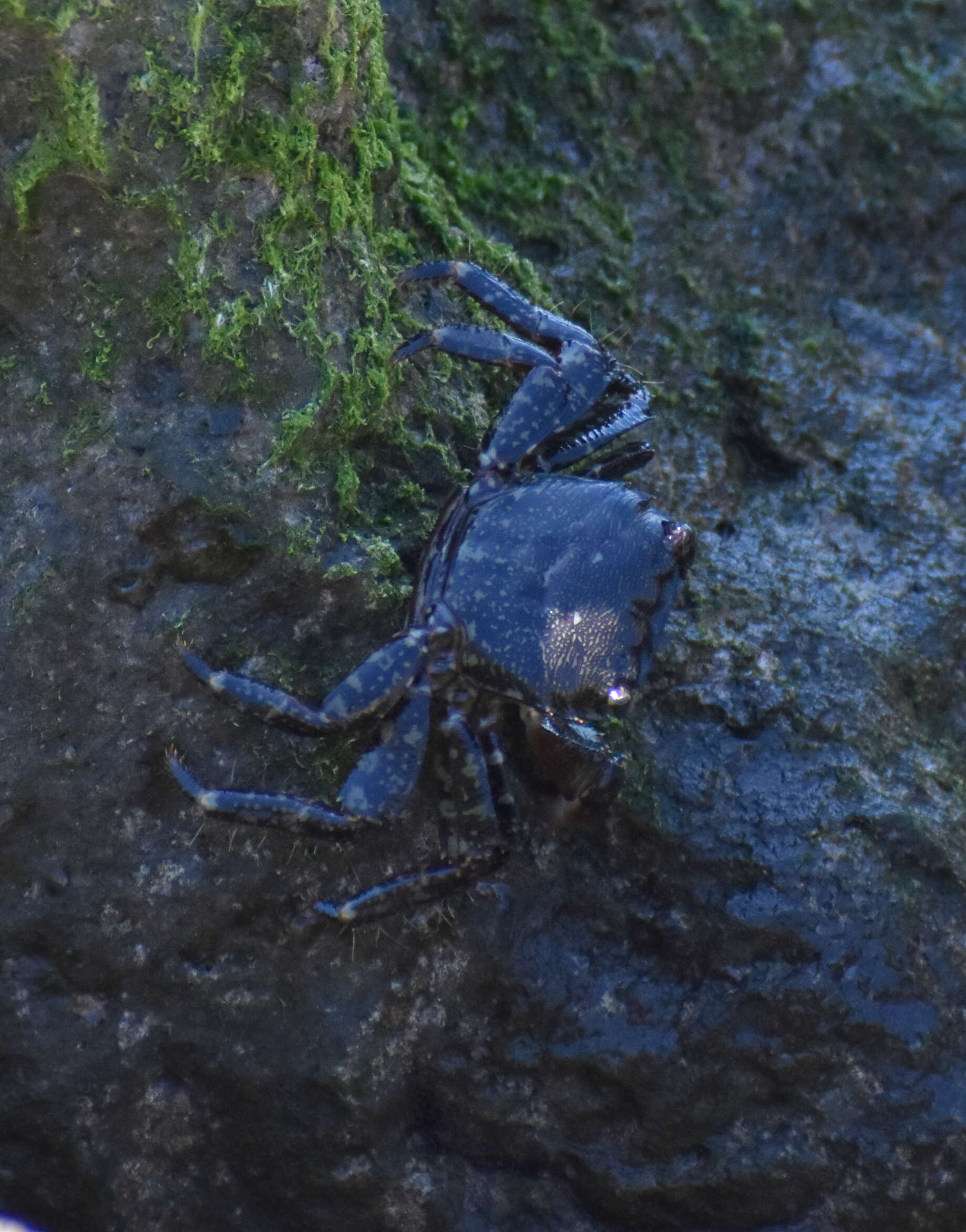 Image of marbled rock crab