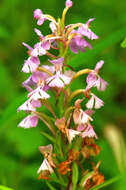 Image of Lesser purple fringed orchid