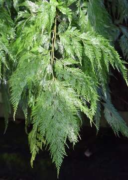 Image of Lacy hare’s-foot fern