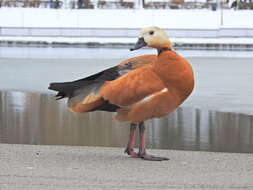 Image of Ruddy Shelduck