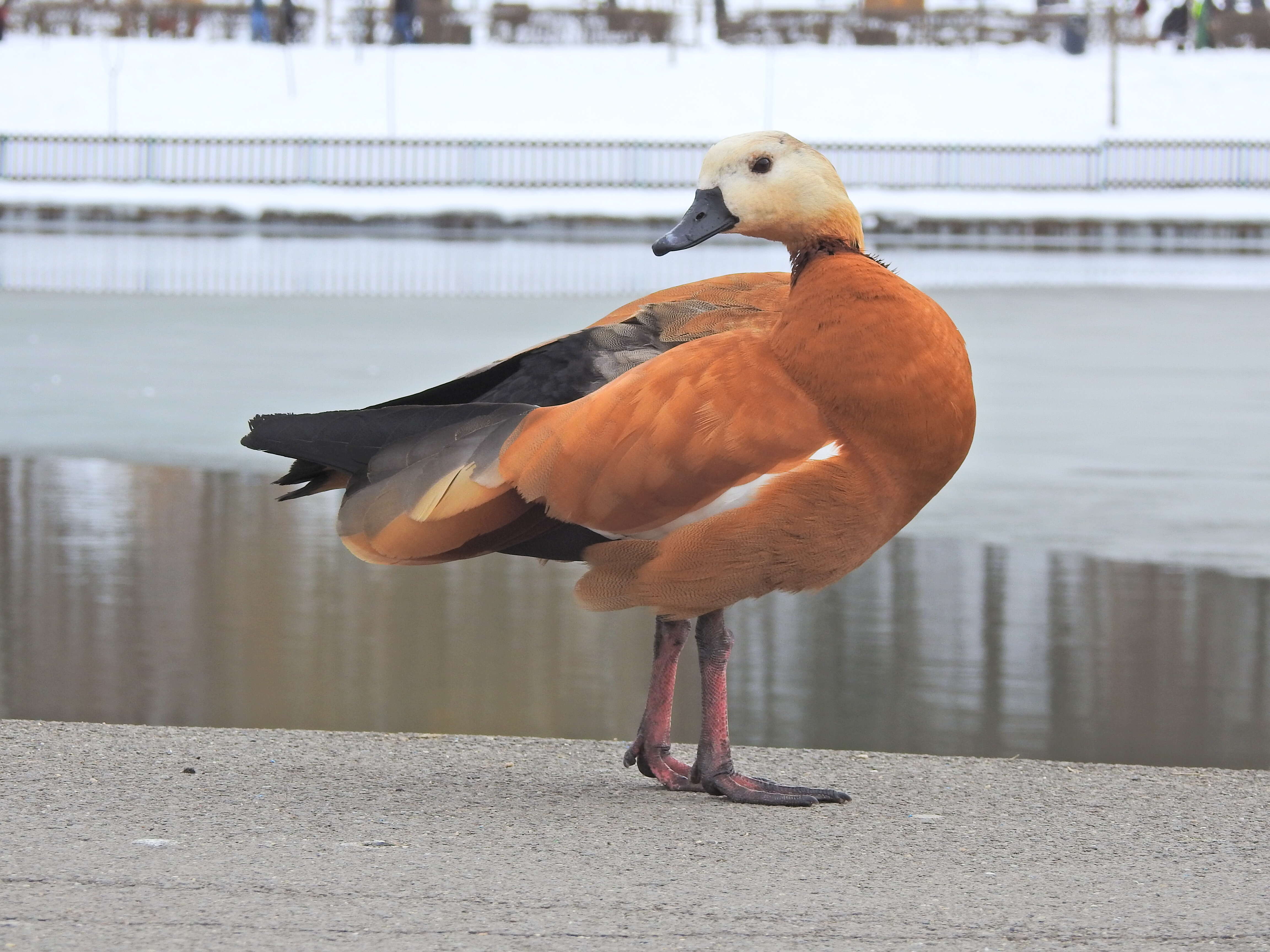 Image of Ruddy Shelduck