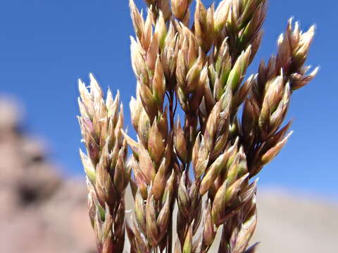 Plancia ëd Poa fendleriana (Steud.) Vasey