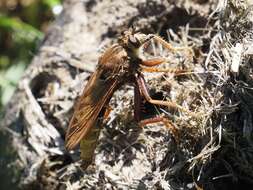 Image of Hornet robberfly