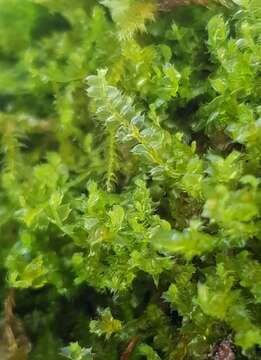 Image of Bifid Crestwort