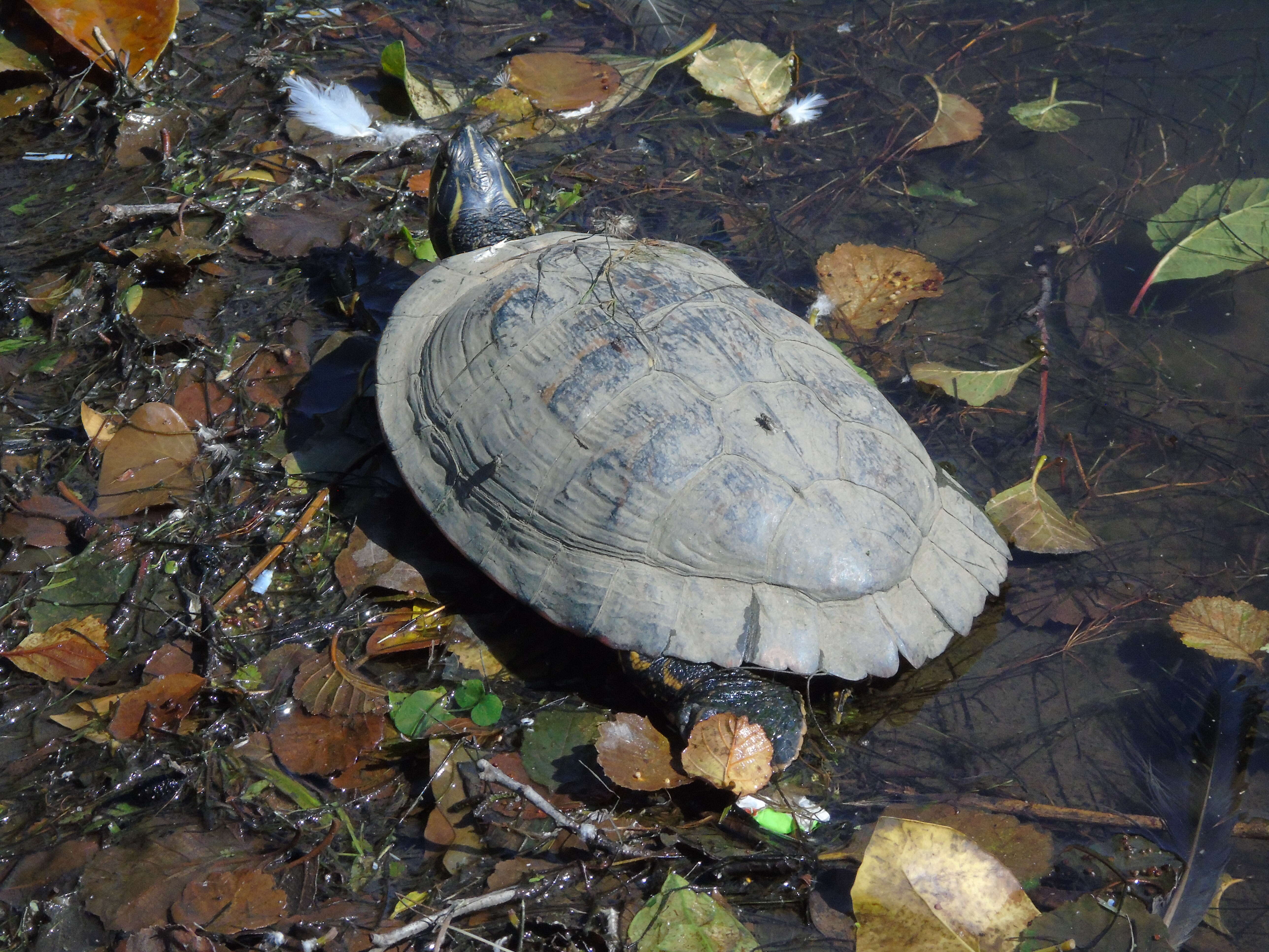 Image of yellow-bellied slider