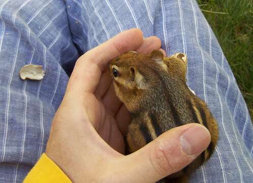 Image of Siberian Chipmunk