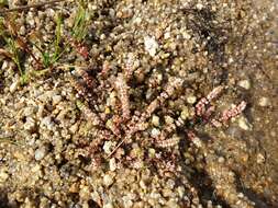 Image of Coral-necklace