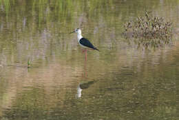 Image of Black-winged Stilt