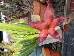 Image of Stapelia