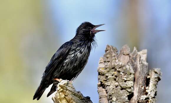 Image of Spotless Starling