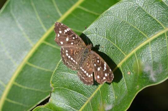 Image of Anthanassa texana