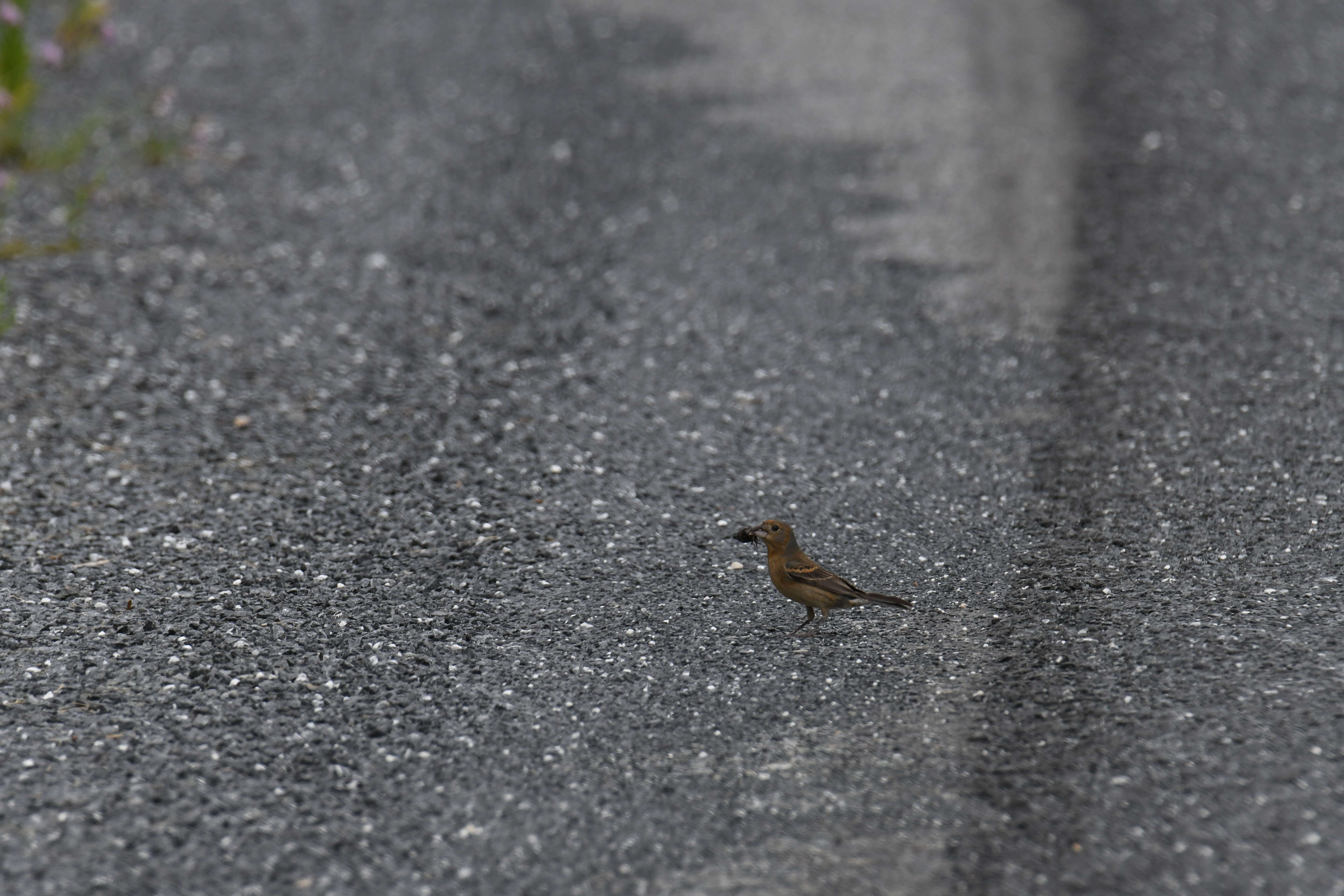 Image of Blue Grosbeak