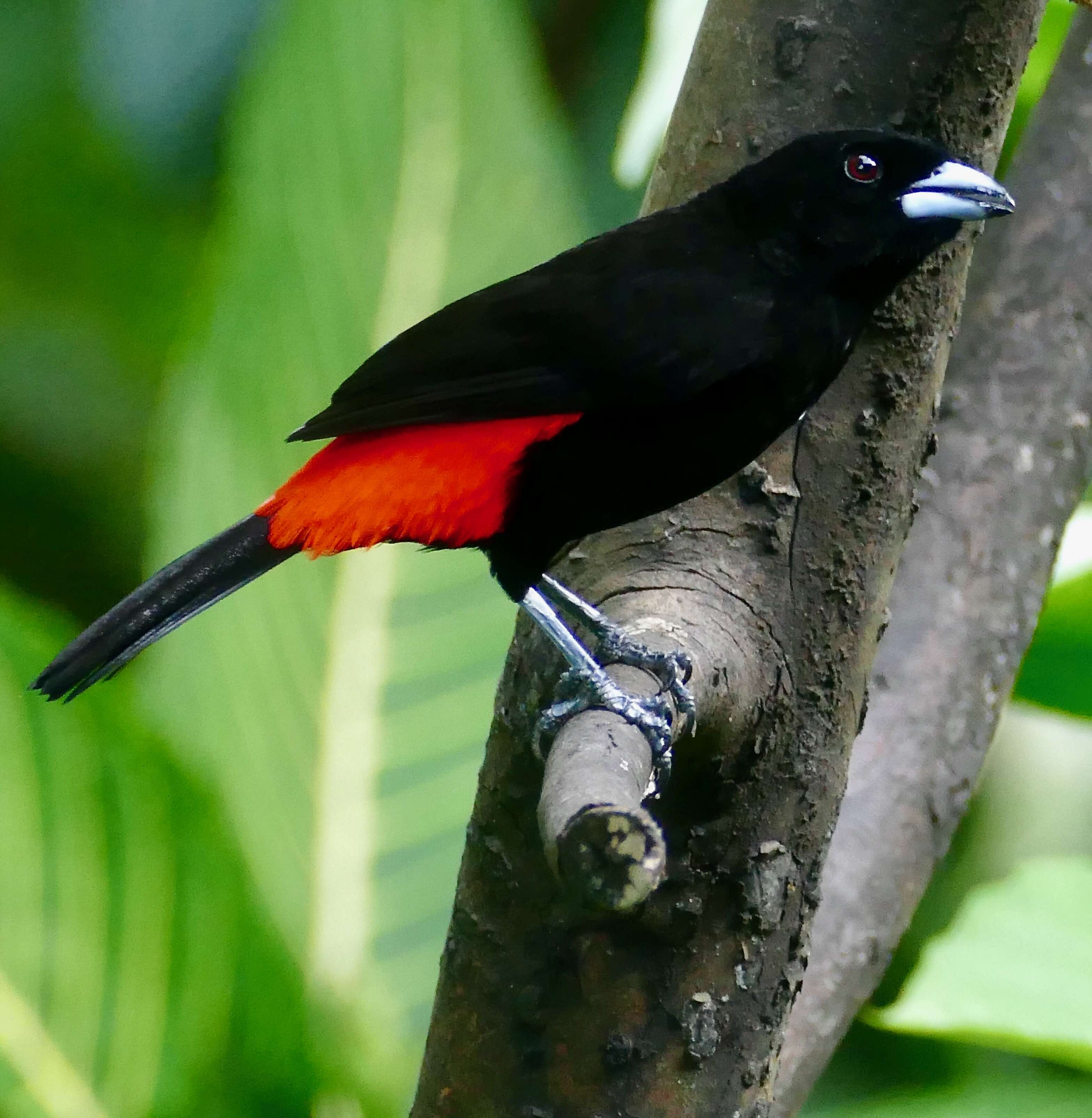 Image of Passerini's Tanager