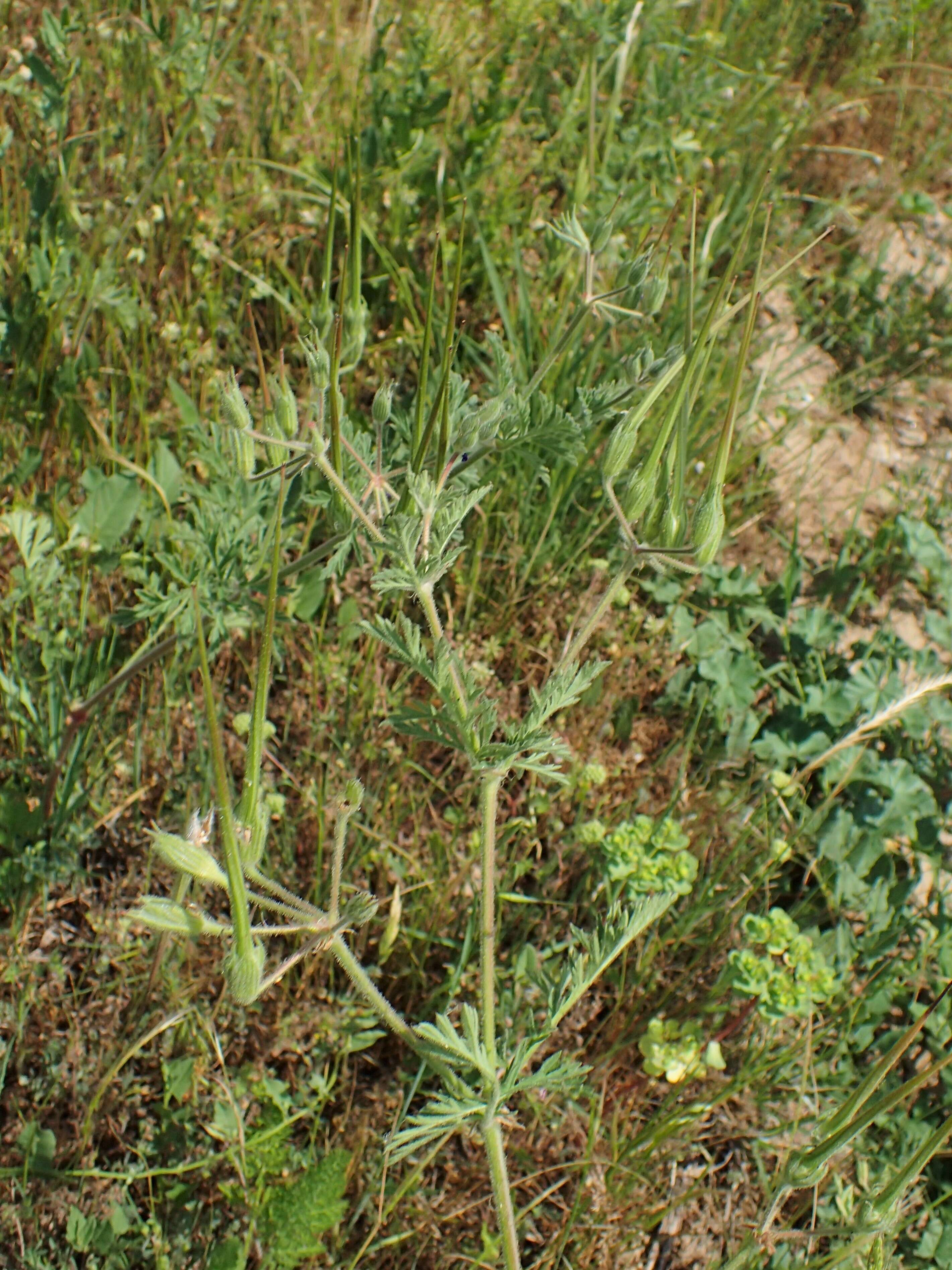 Image de Erodium ciconium (L.) L'Her.