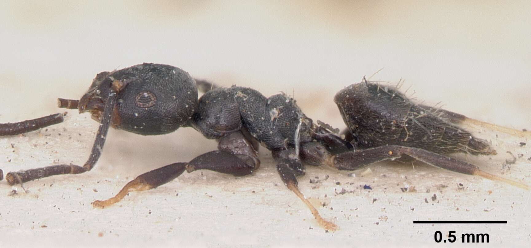 Image of Ant