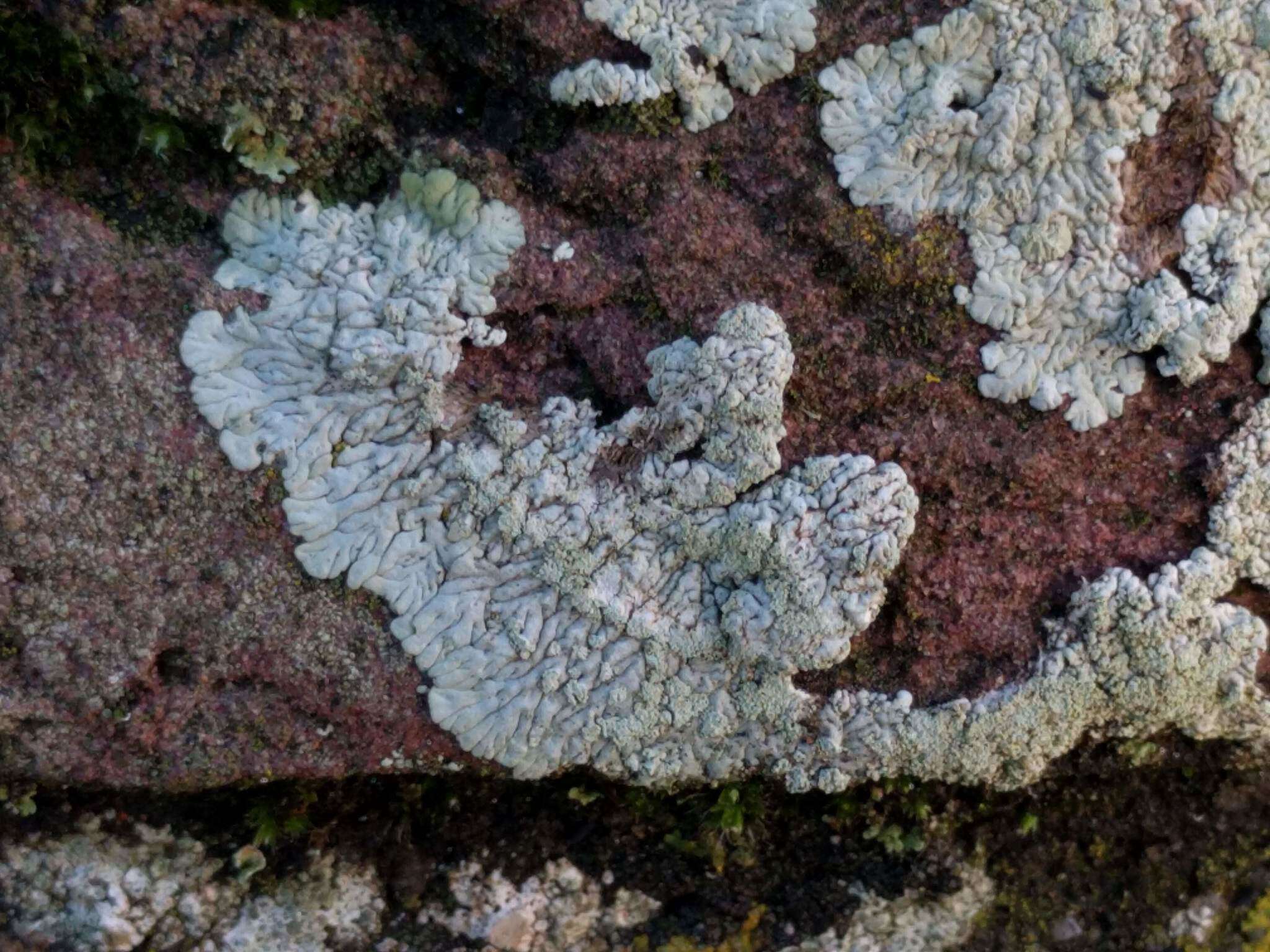 Image of diploicia lichen