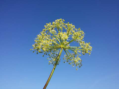 Image of Norwegian angelica