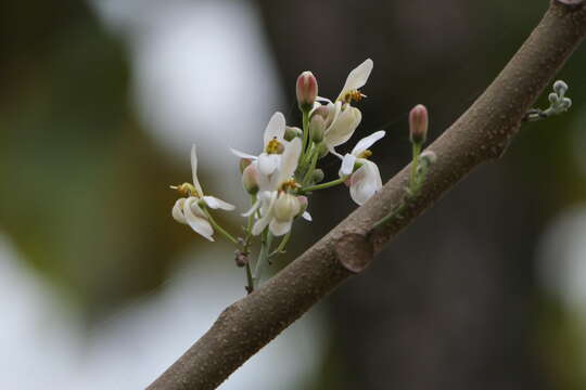 Image of horseradishtree