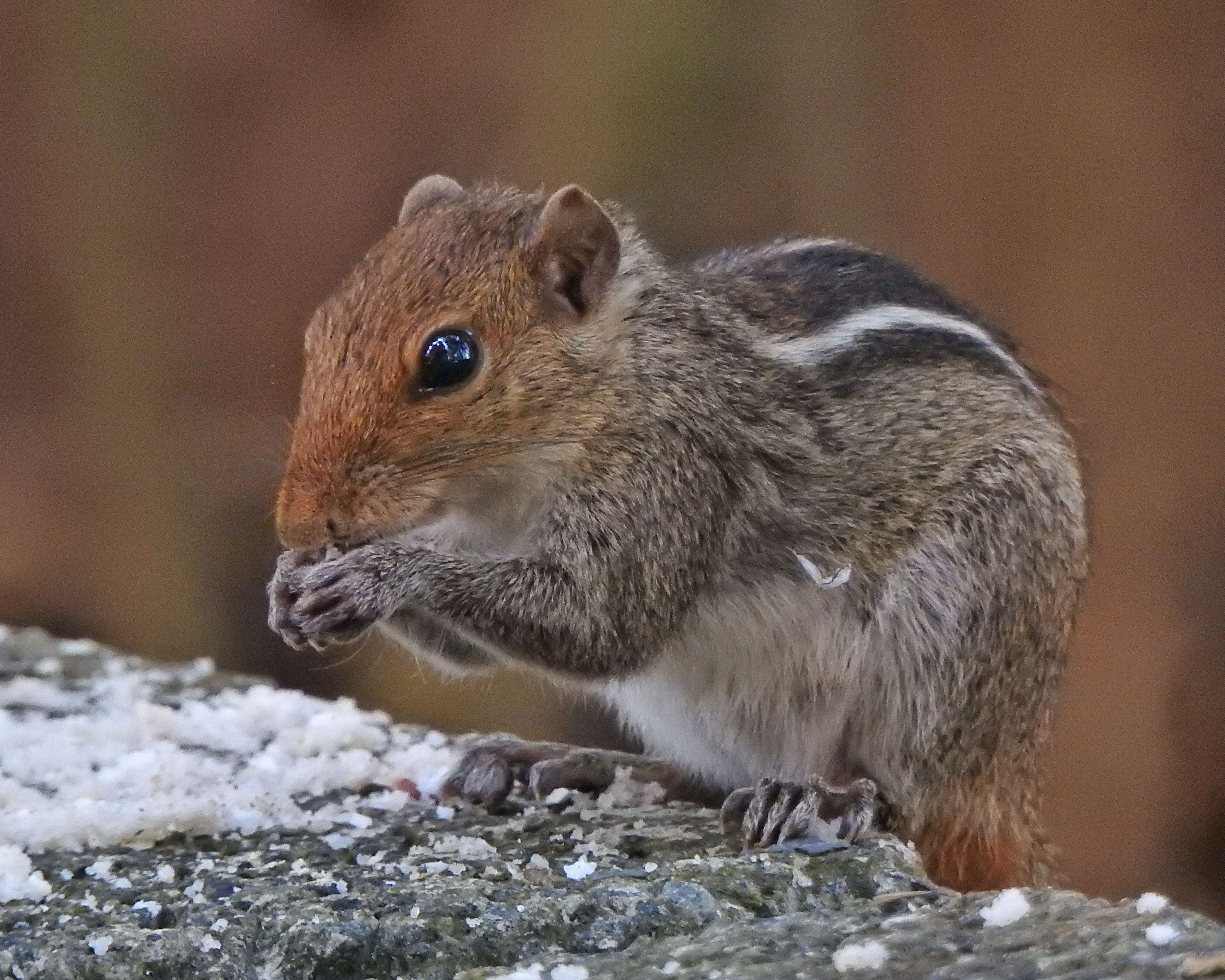 Sivun Funambulus tristriatus (Waterhouse 1837) kuva