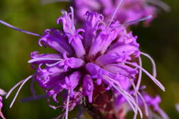 Слика од Liatris cylindracea Michx.