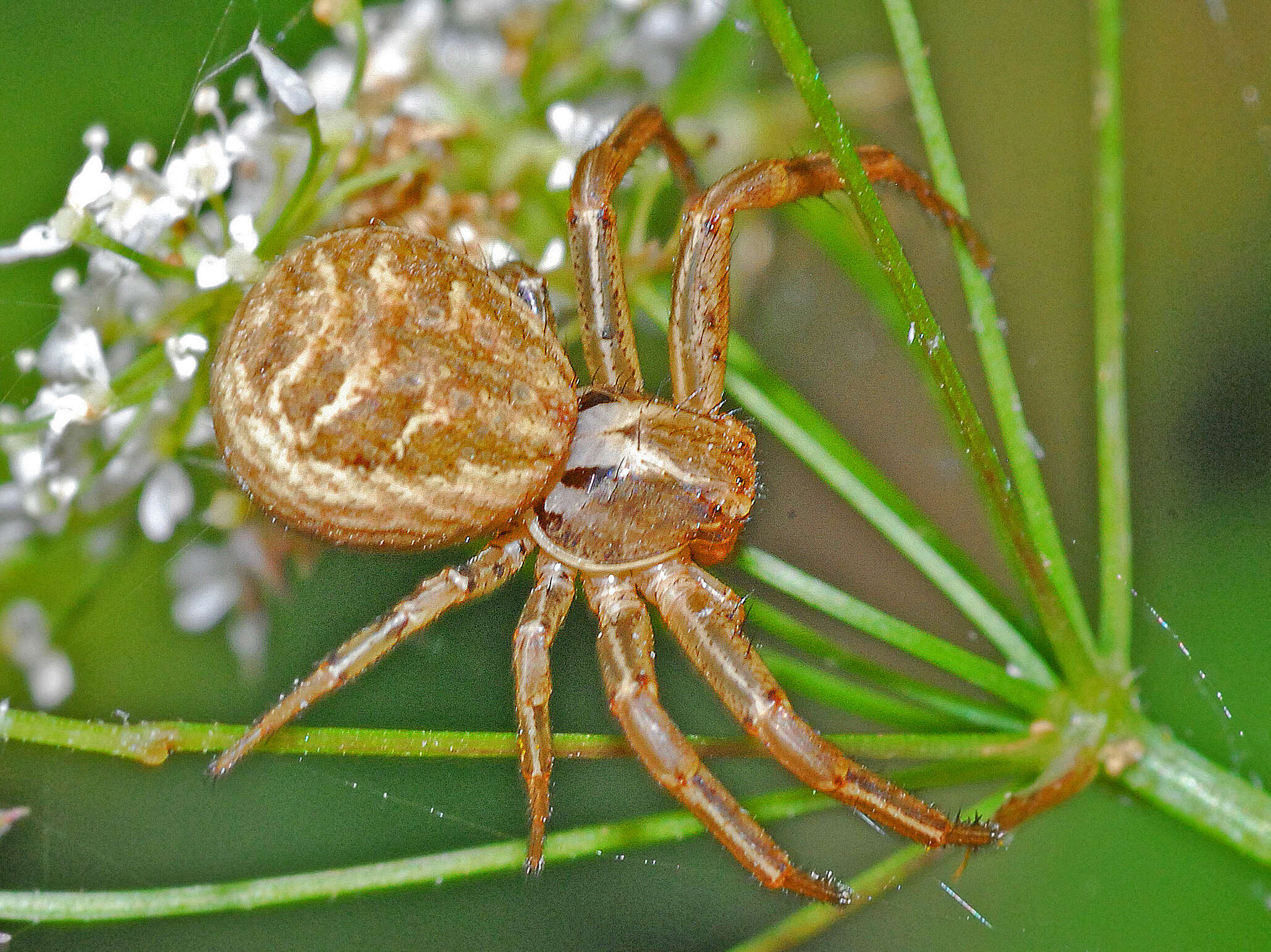 Image of common crab spider