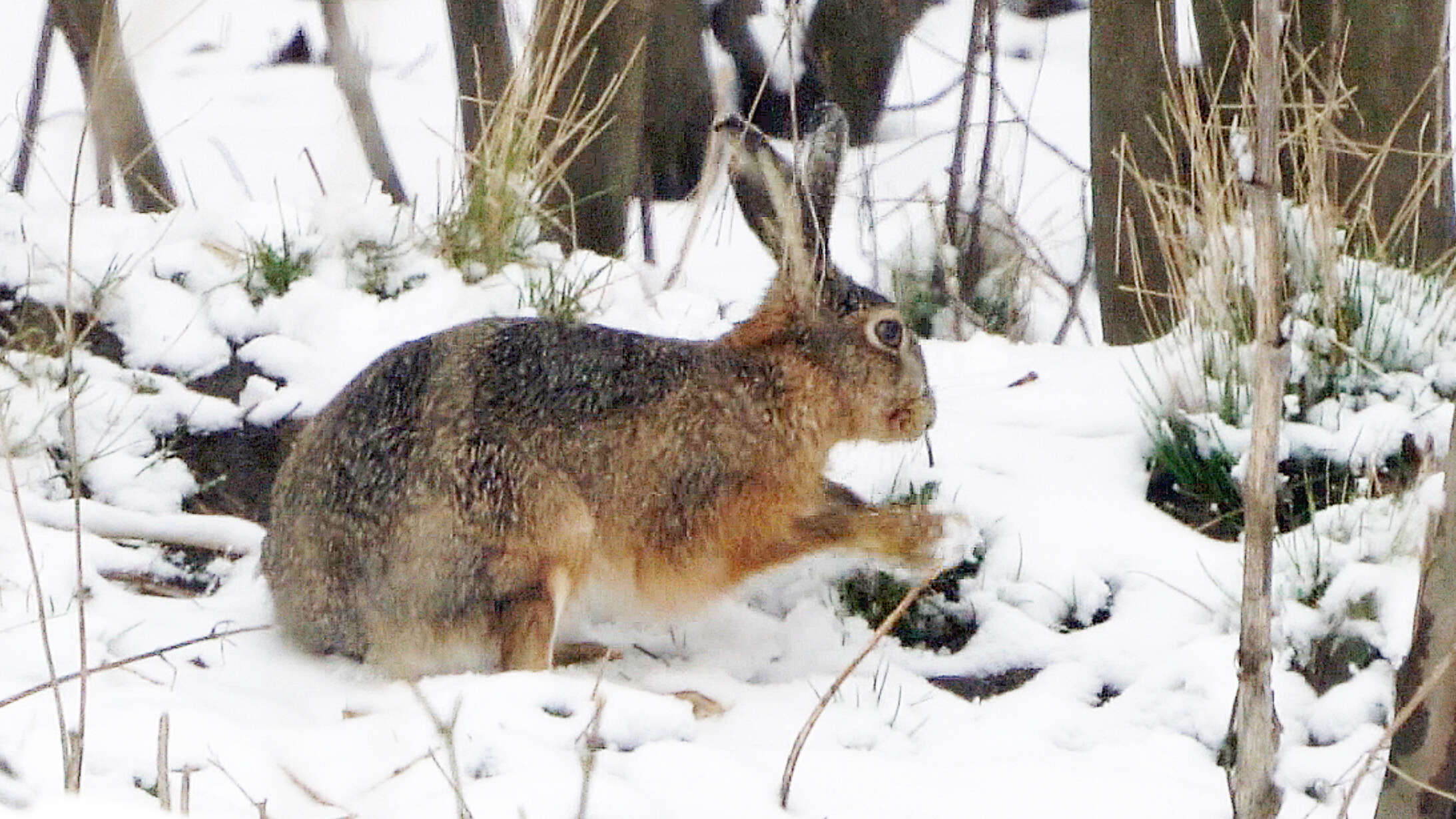 Image of brown hare, european hare