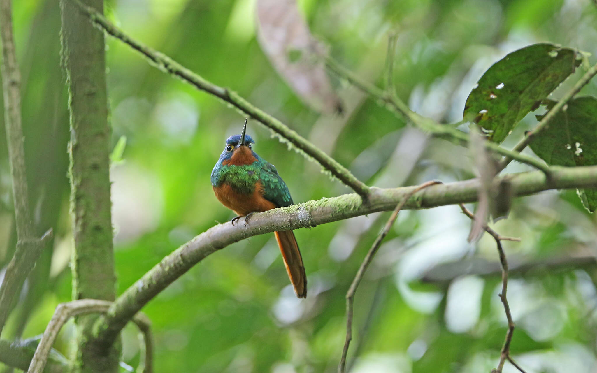 Image of Coppery-chested Jacamar