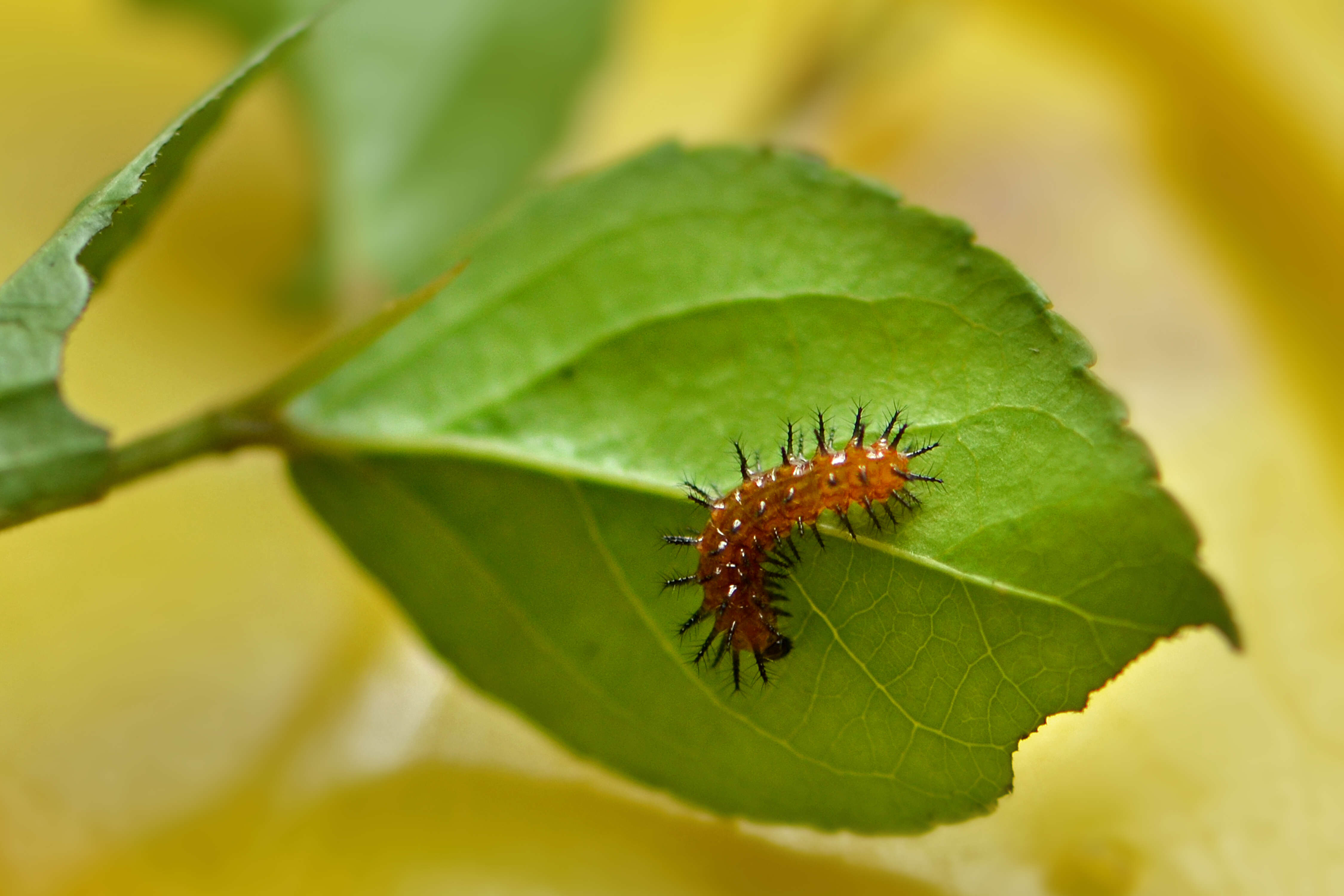 Image of governor's plum