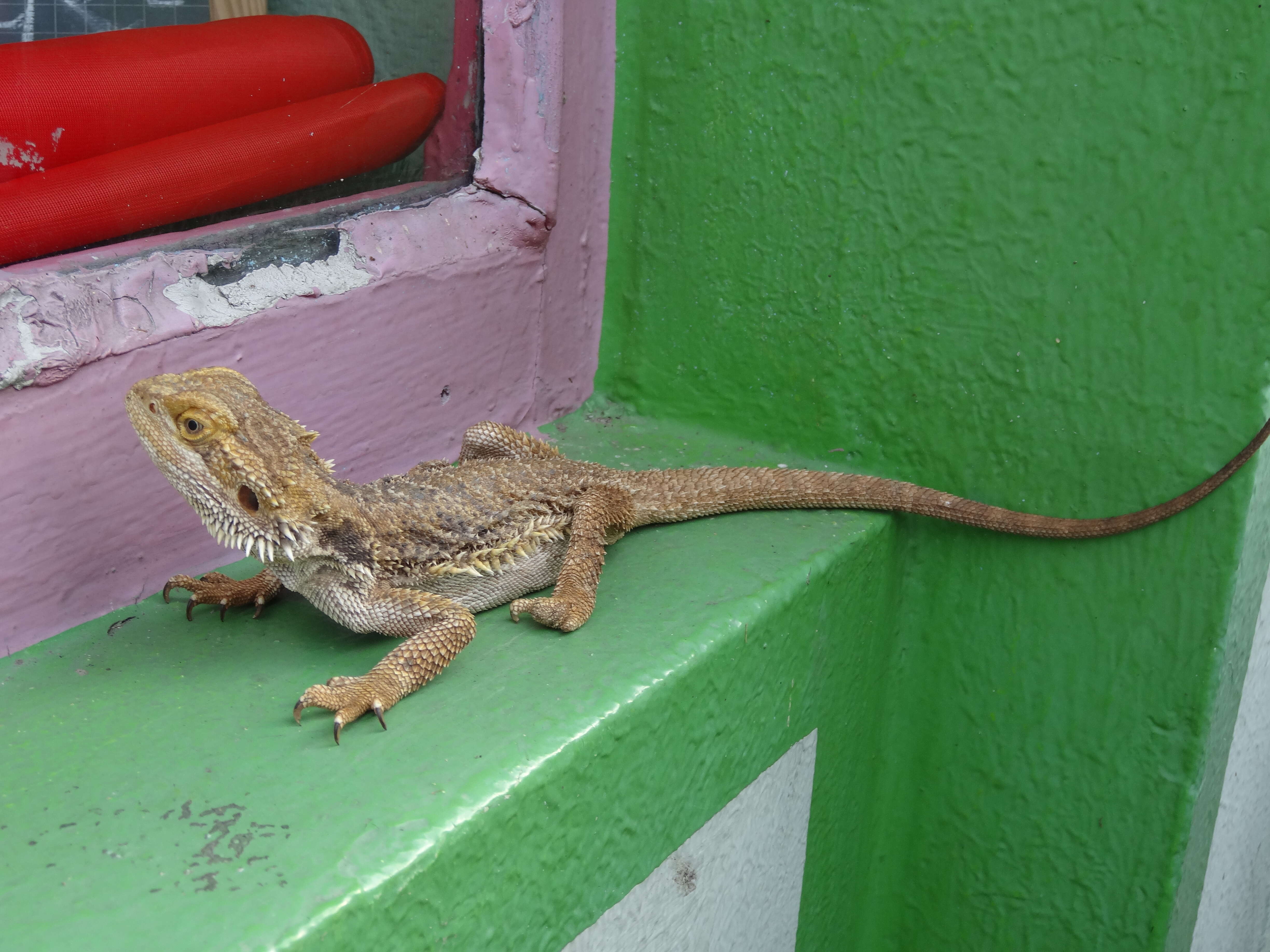 Image of Central bearded dragon