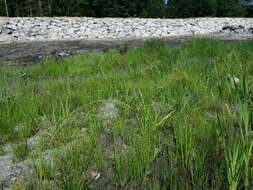 Image of Scirpus radicans Schkuhr