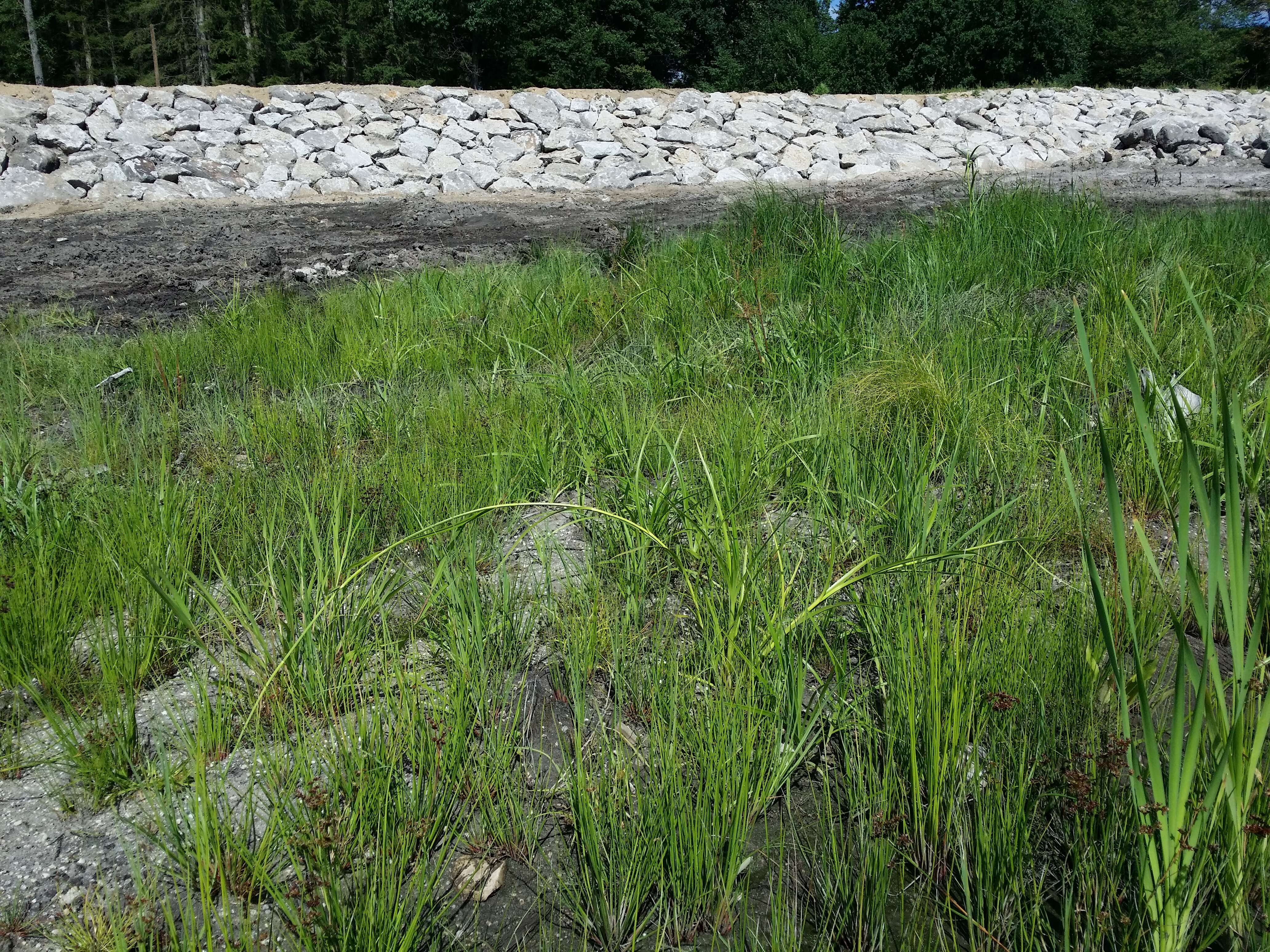 Image of Scirpus radicans Schkuhr