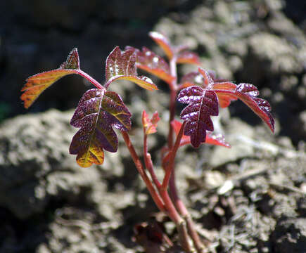 Image de sumac de l'Ouest