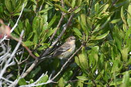 Image of Myrtle Warbler