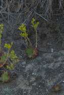 Imagem de Dudleya stolonifera Moran