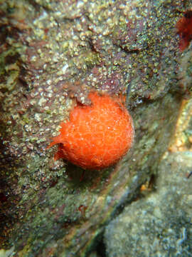 Image of golf ball sponge