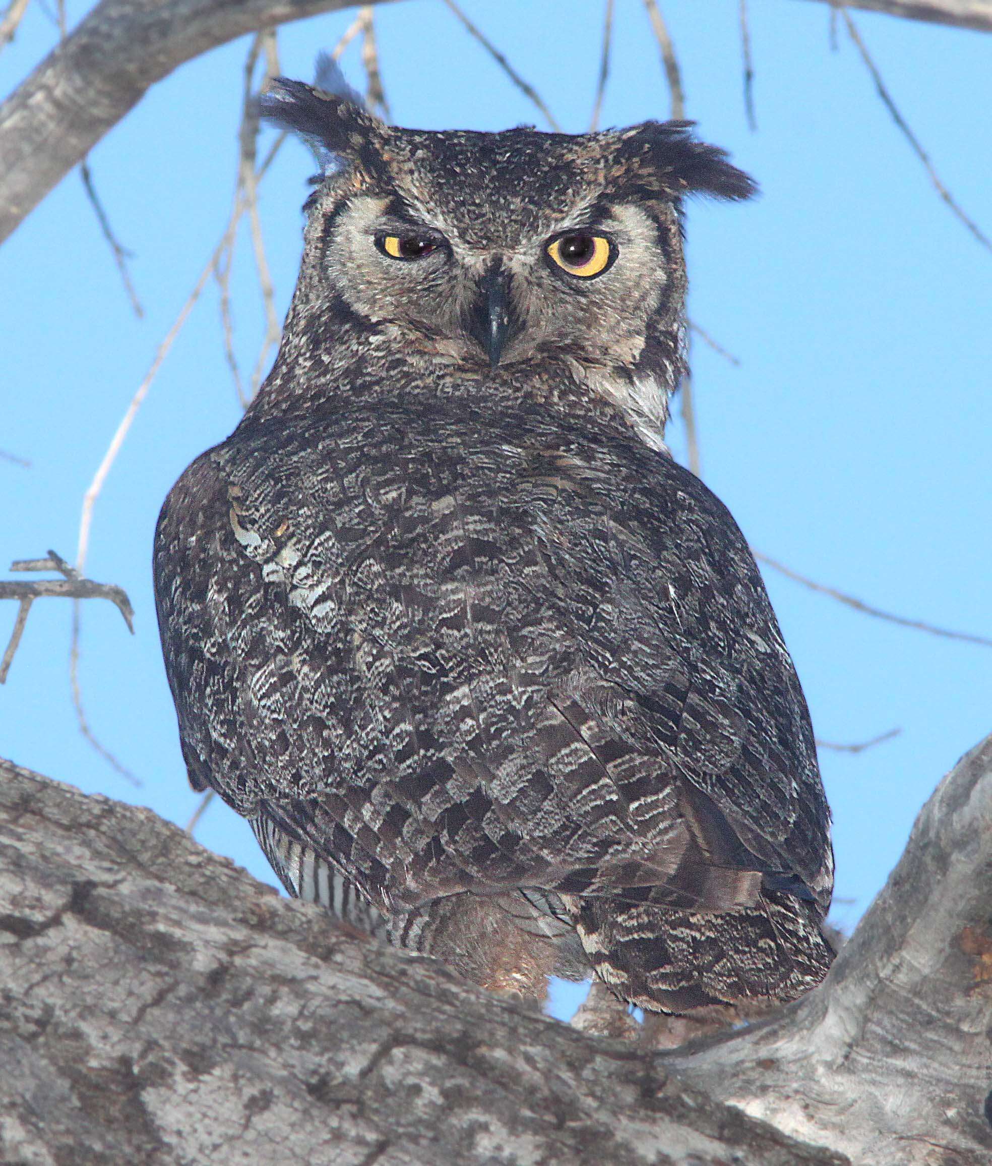 Image of Great Horned Owl