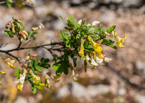 Image of Scorpion Senna