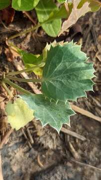 Image of sea-holly