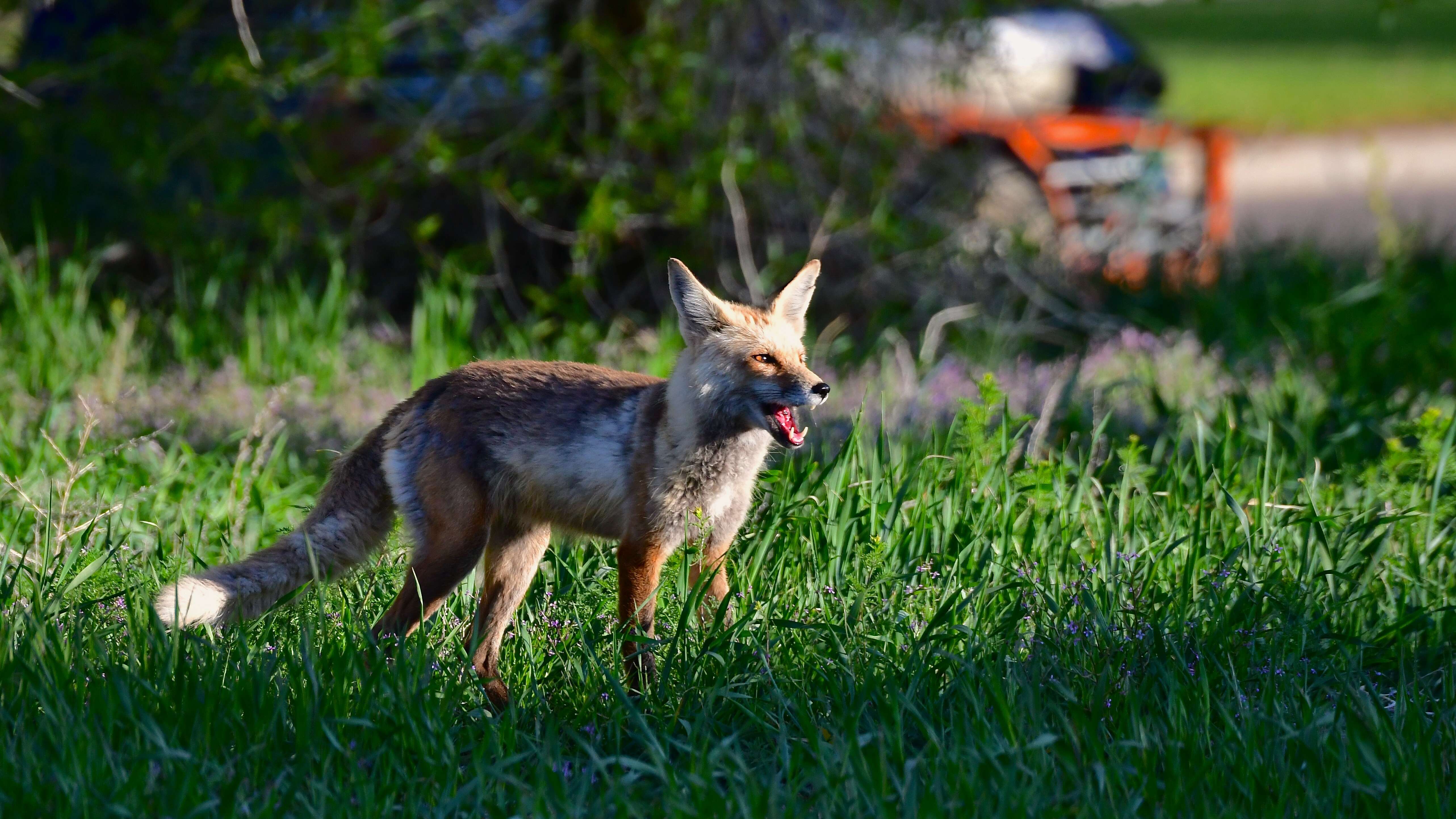 Image of Foxes