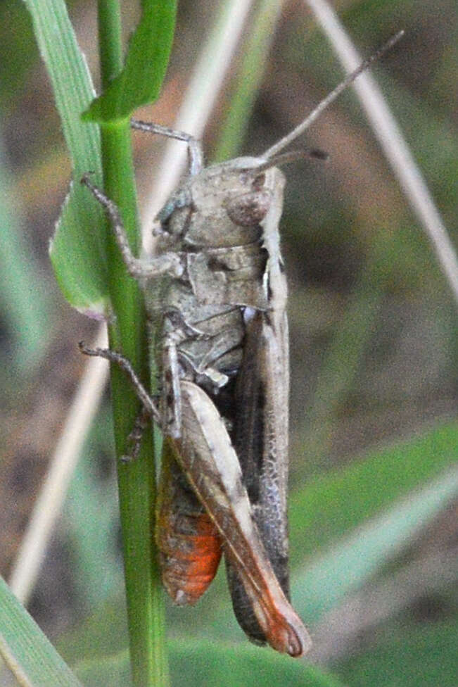 Image of Common Field Grasshopper