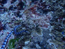 Image of Banded sea krait