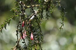 Image of Agapetes serpens (Wight) Sleumer