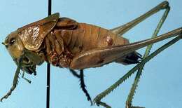 Image of Tettigoniinae