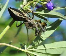 Image of Wheel Bug