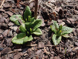 Image of Primula florindae Kingdon-Ward