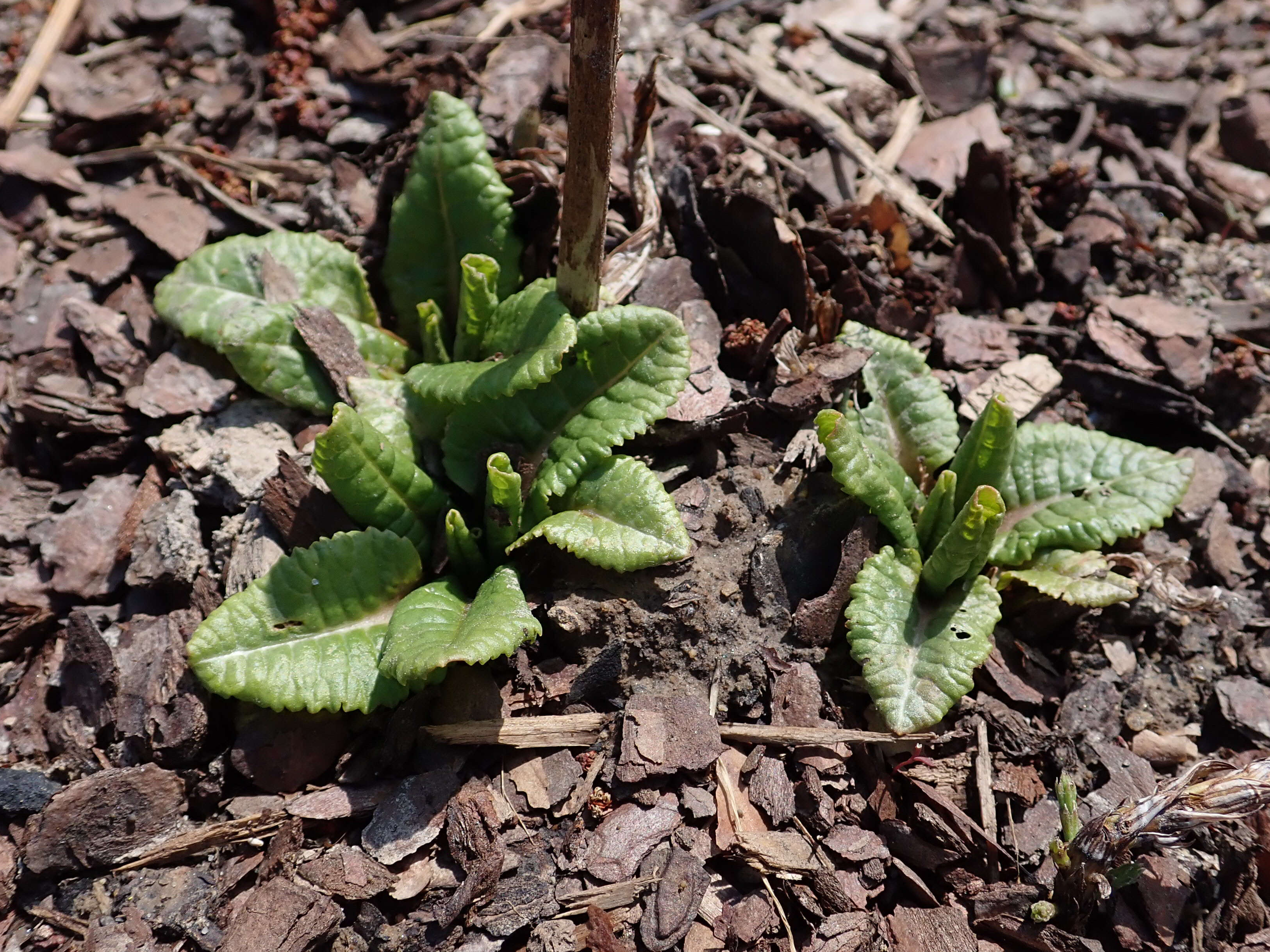 Image of Primula florindae Kingdon-Ward