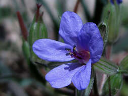 Image de Erodium ciconium (L.) L'Her.