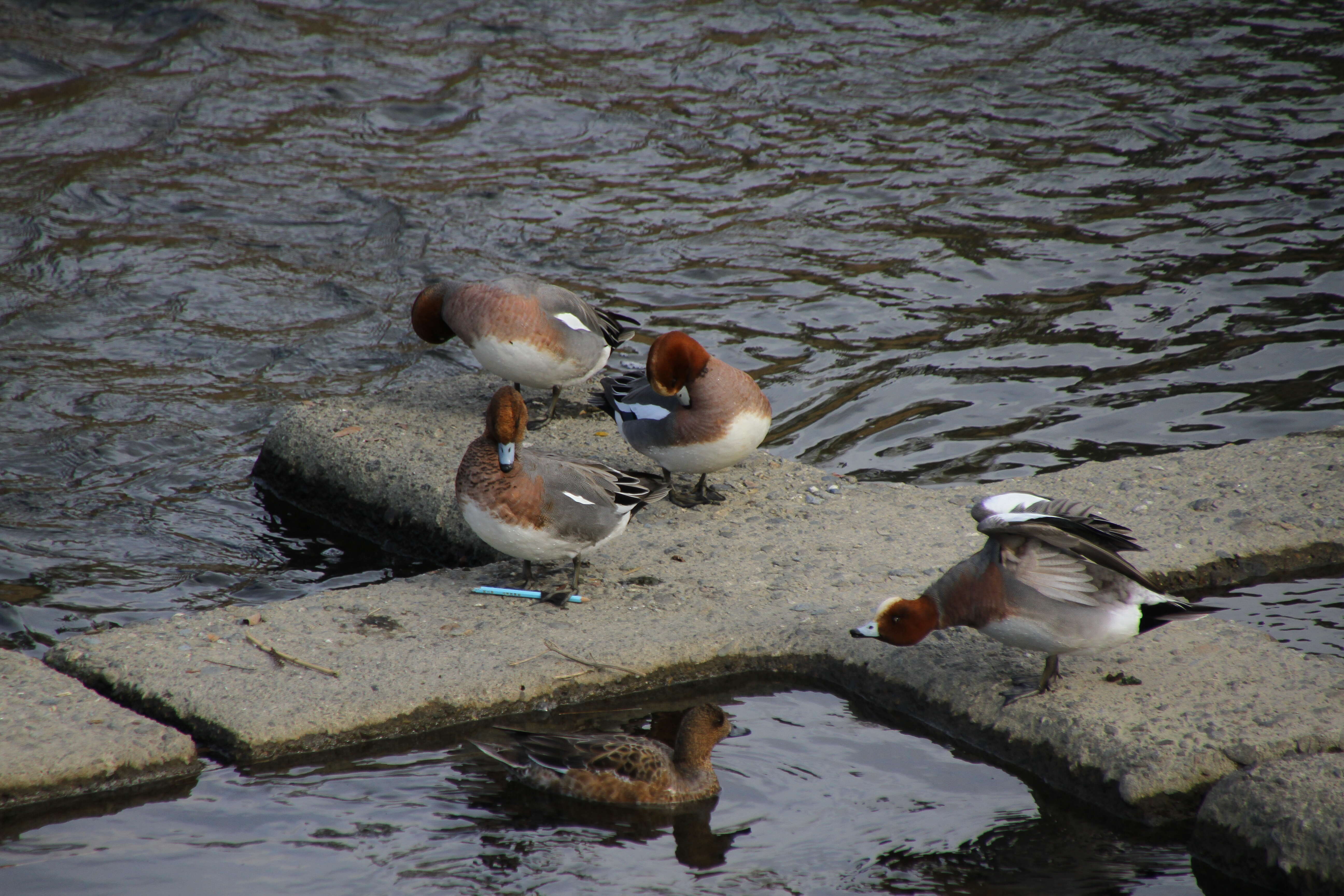 Image of Eurasian Wigeon